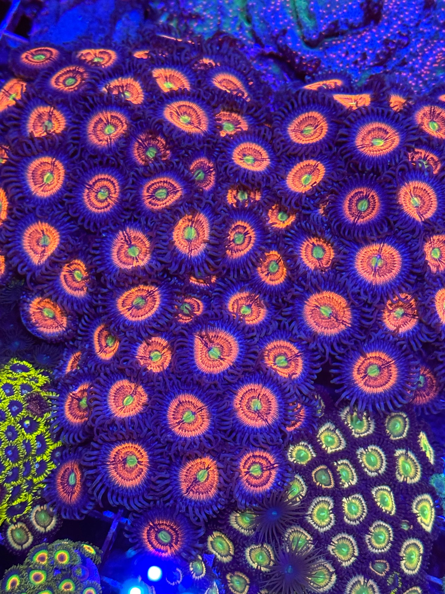 Gobstopper Zoanthids