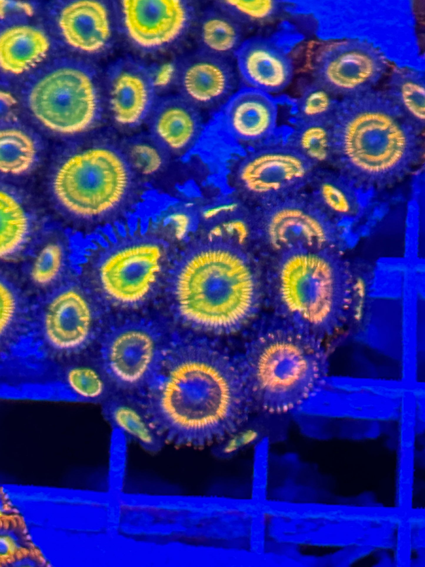 Sunny D Zoanthids