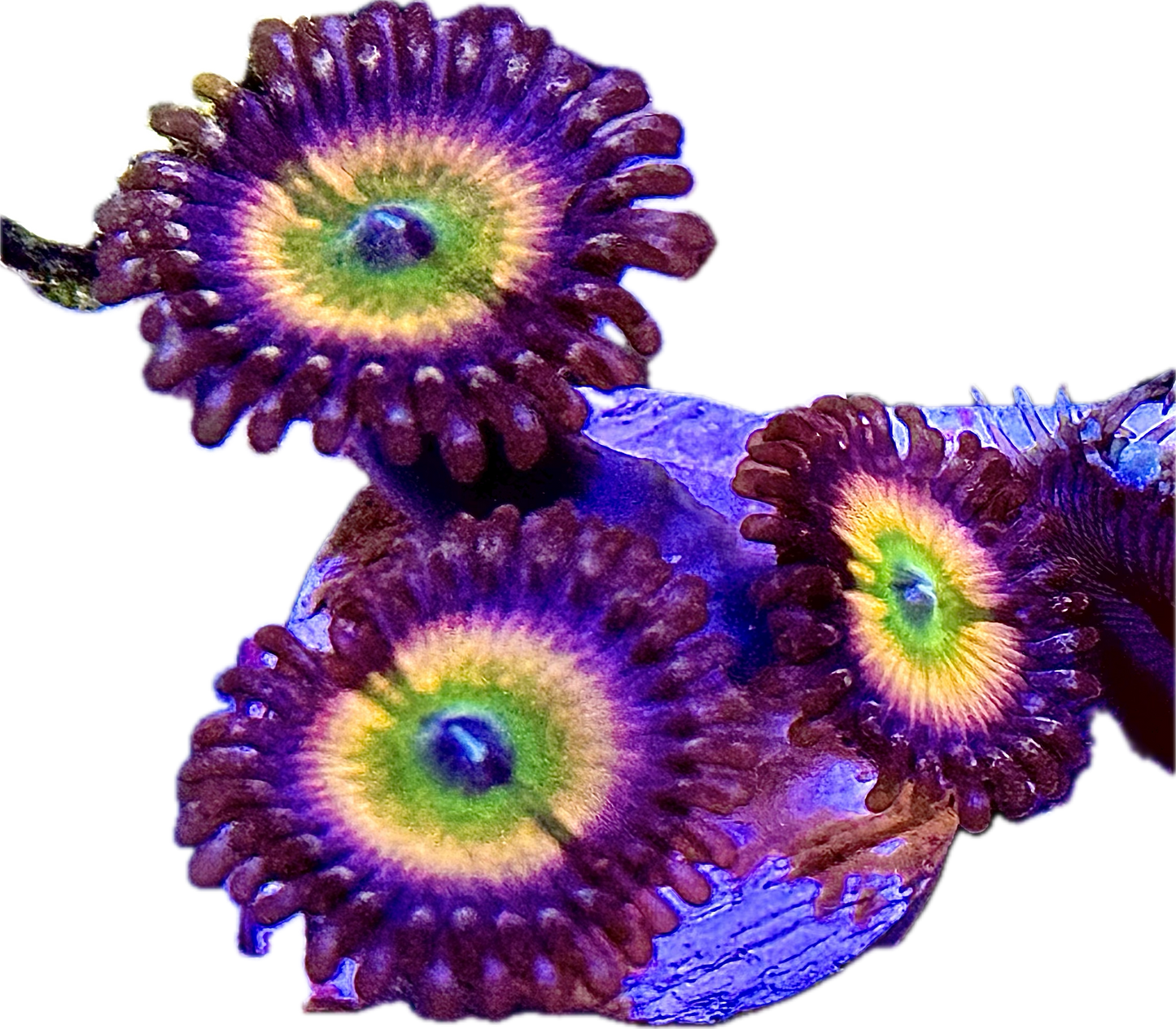 Vivid's Rainbow Fusion Zoanthids