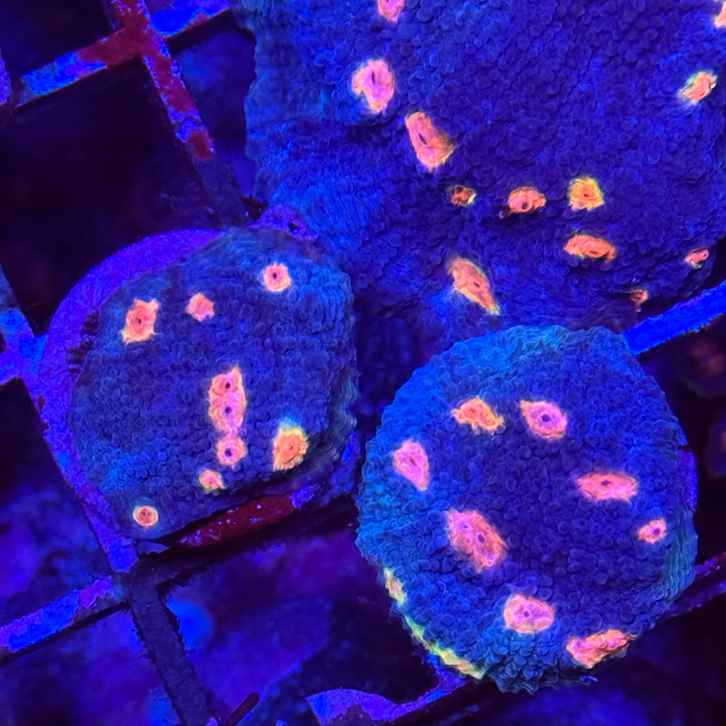 Miami Hurricane Chalice