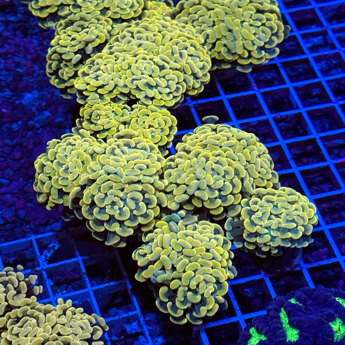 Holy Grail Hammer