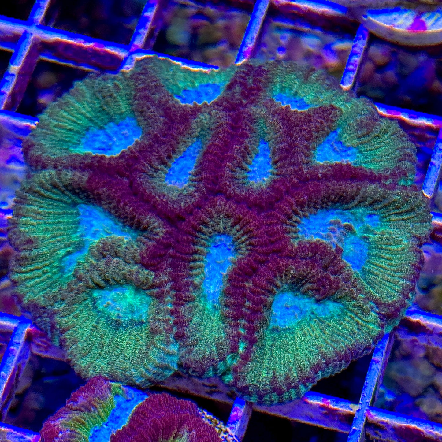 Rainbow Favia (Turquoise)