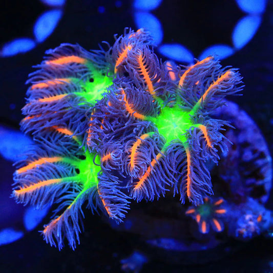 Firework Clove Polyps