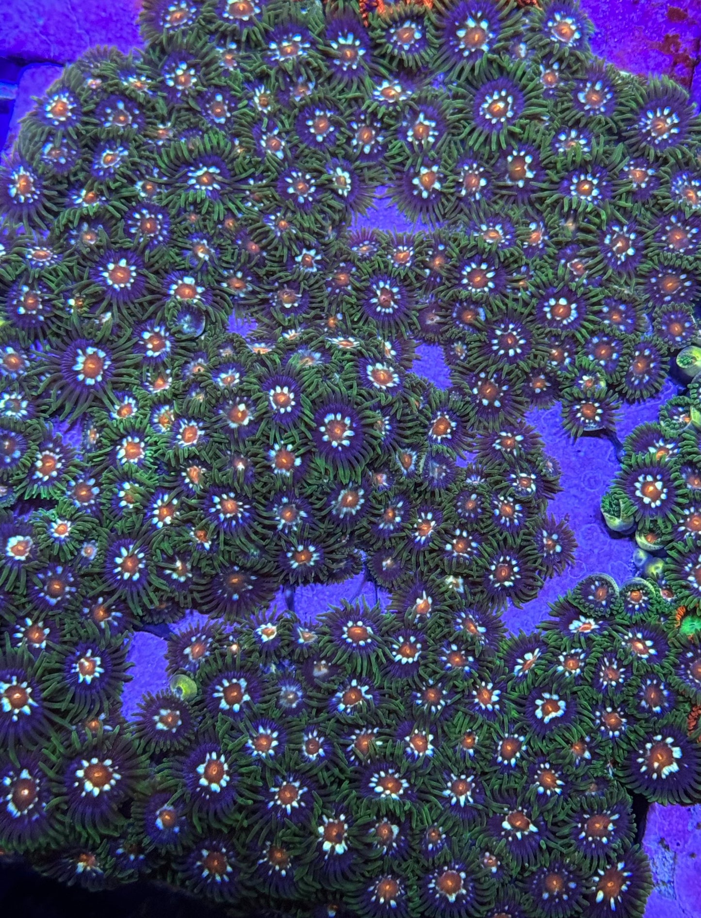 Daisy Cutters/Stargazer Zoanthids