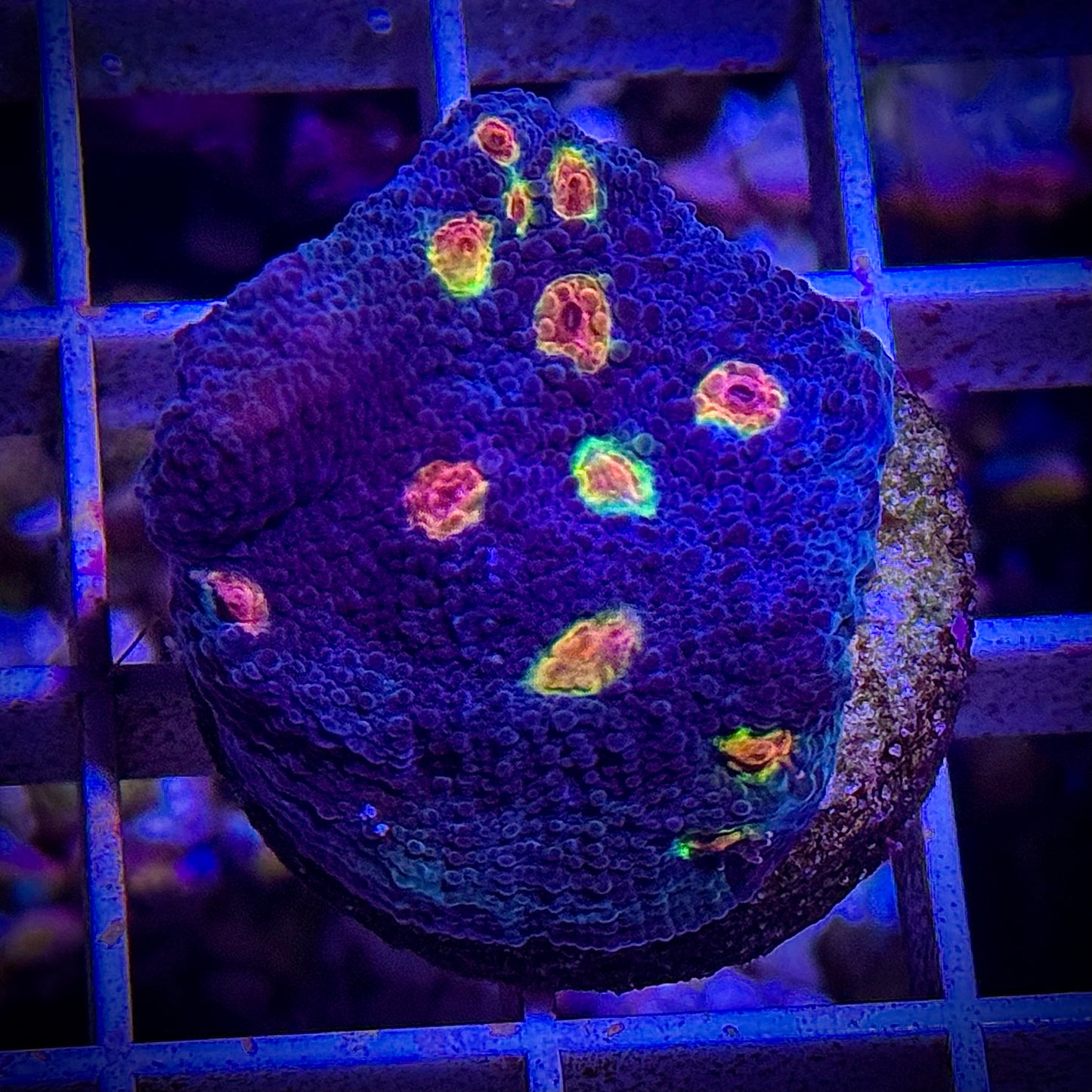 Miami Hurricane Chalice