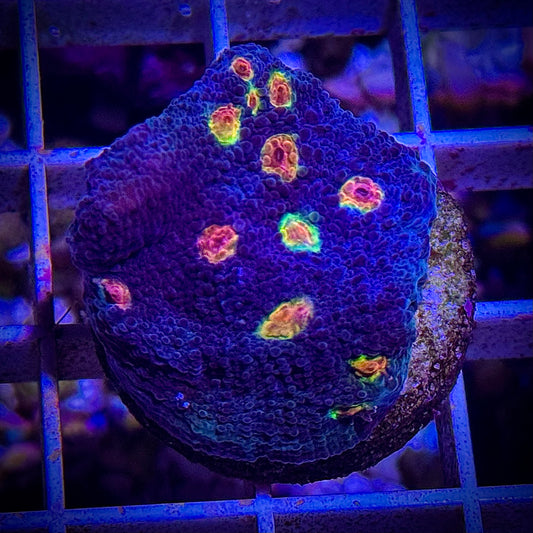 Miami Hurricane Chalice