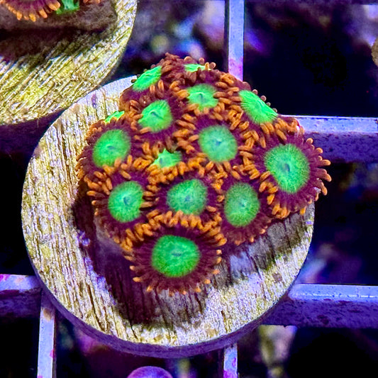 Goblins On Fire Zoanthids