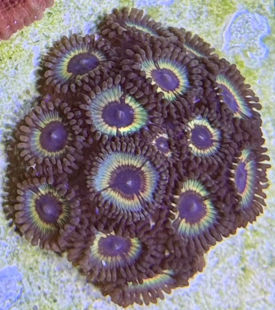 Sonic Flare Zoanthids