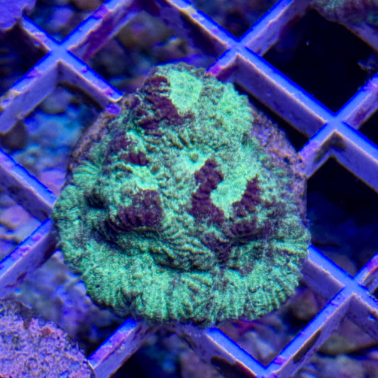 Glitterbomb Favia