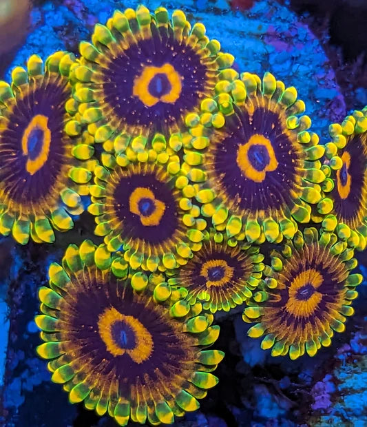 Jedi Mind Trick Zoa