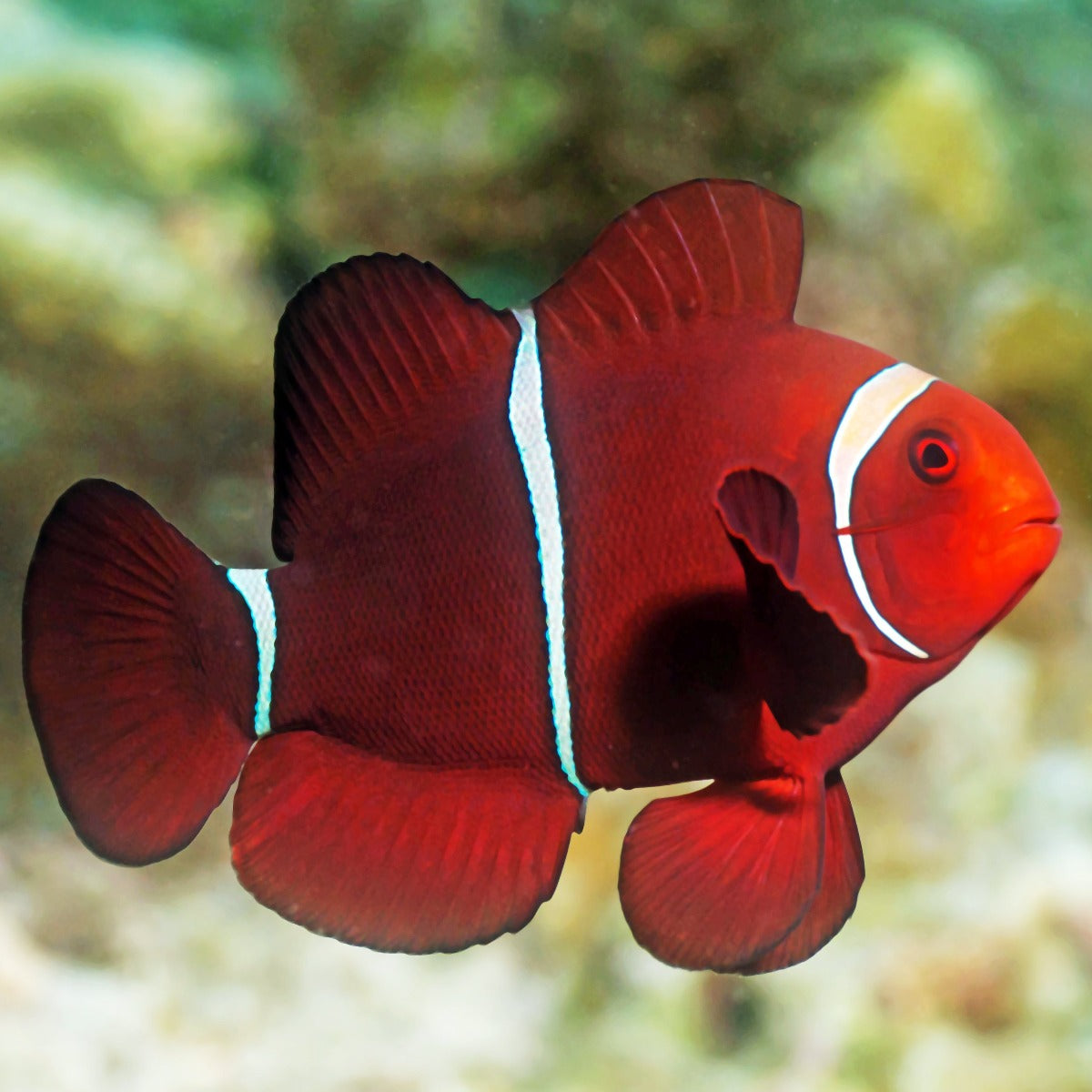 Maroon Clown (Pair)
