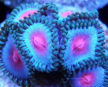 Miami Vice Zoa