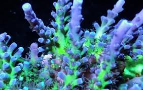 Miyagi Tort Acropora