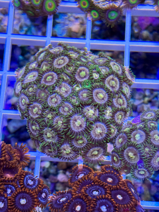 Lazer Lemon Zoas