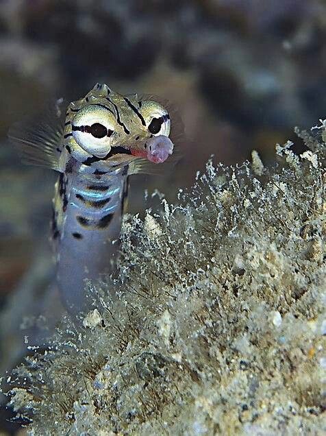 Dragonface Pipefish