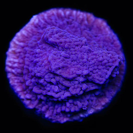 Purple Montipora