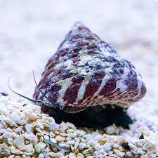 Banded Trochus Snails