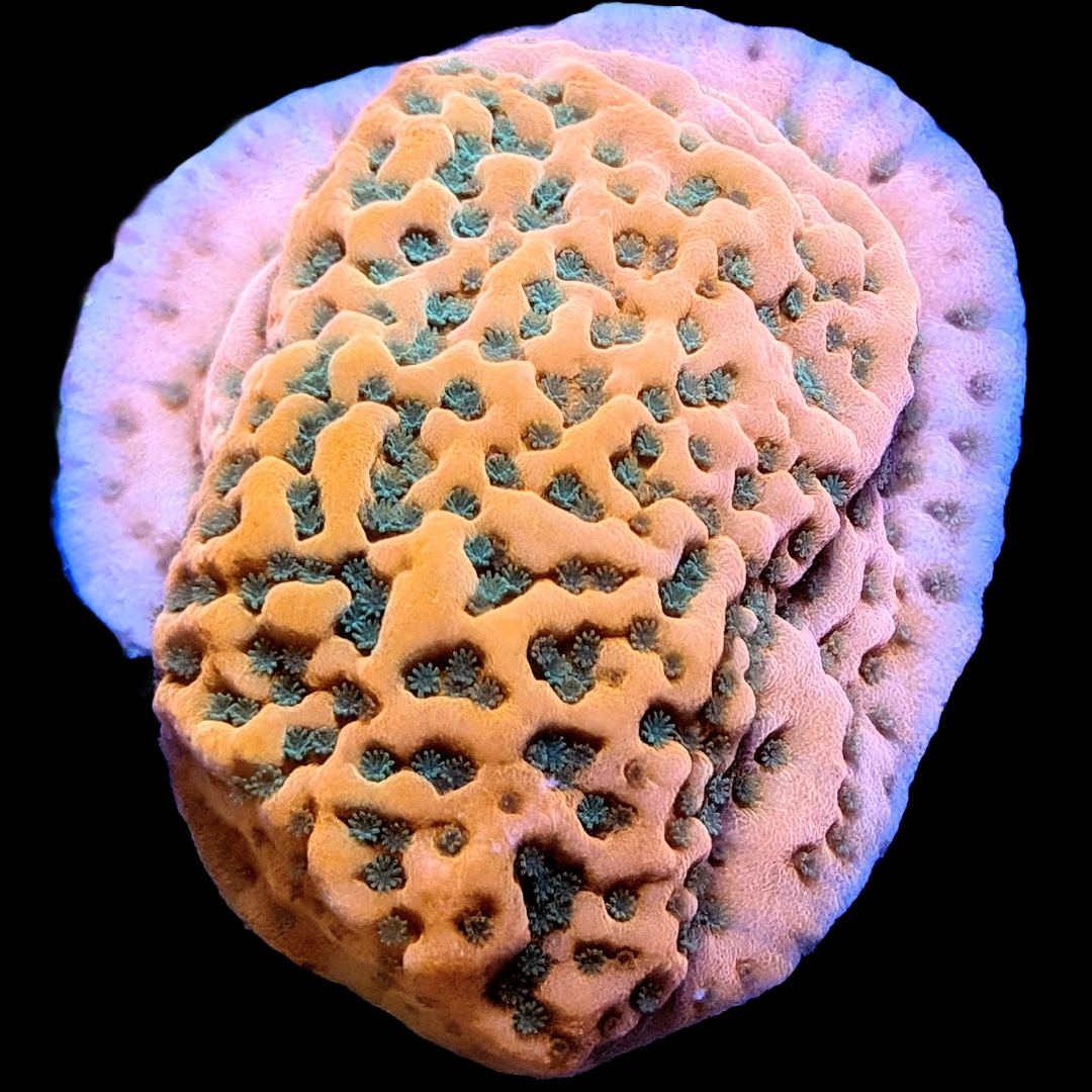 Tropic Thunder Monitpora