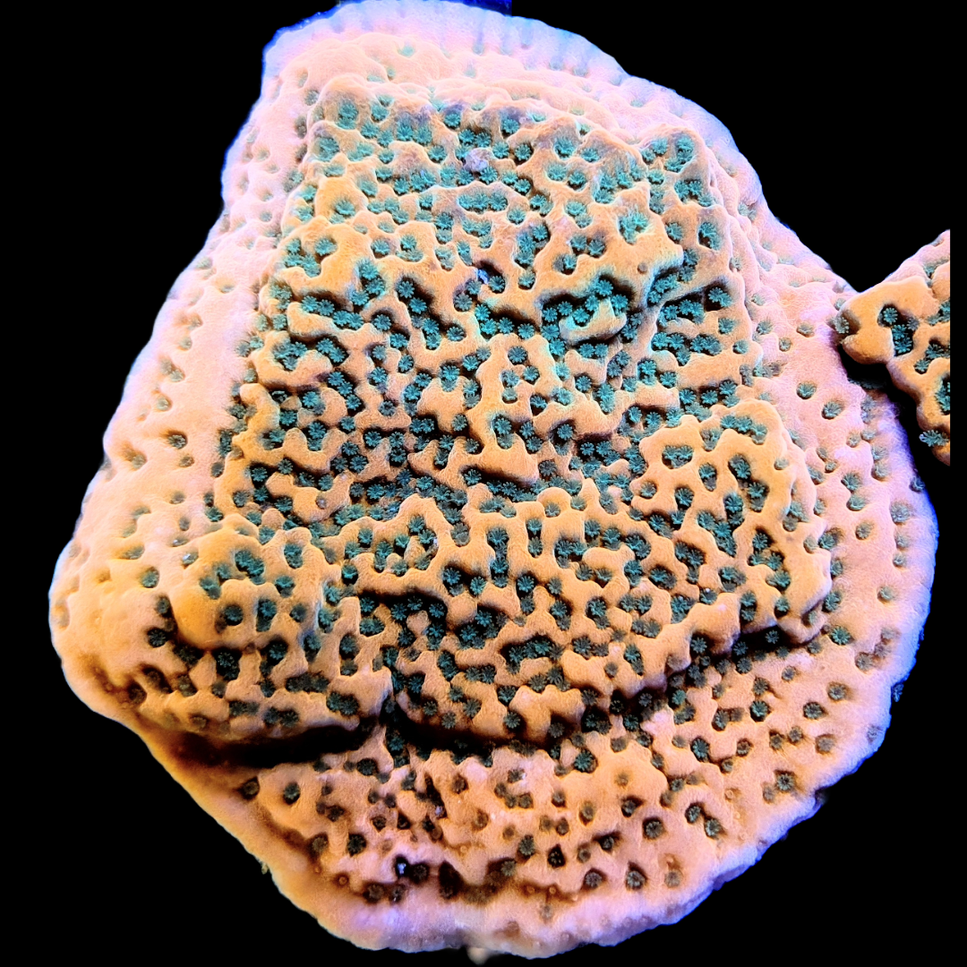Tropic Thunder Monitpora