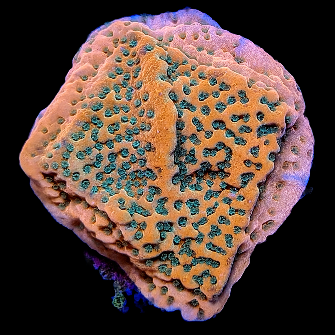 Tropic Thunder Monitpora
