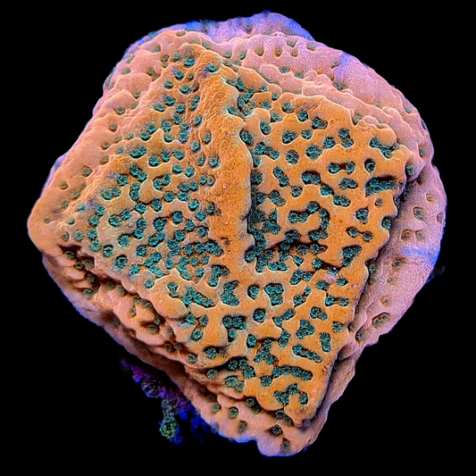 Tropic Thunder Monitpora