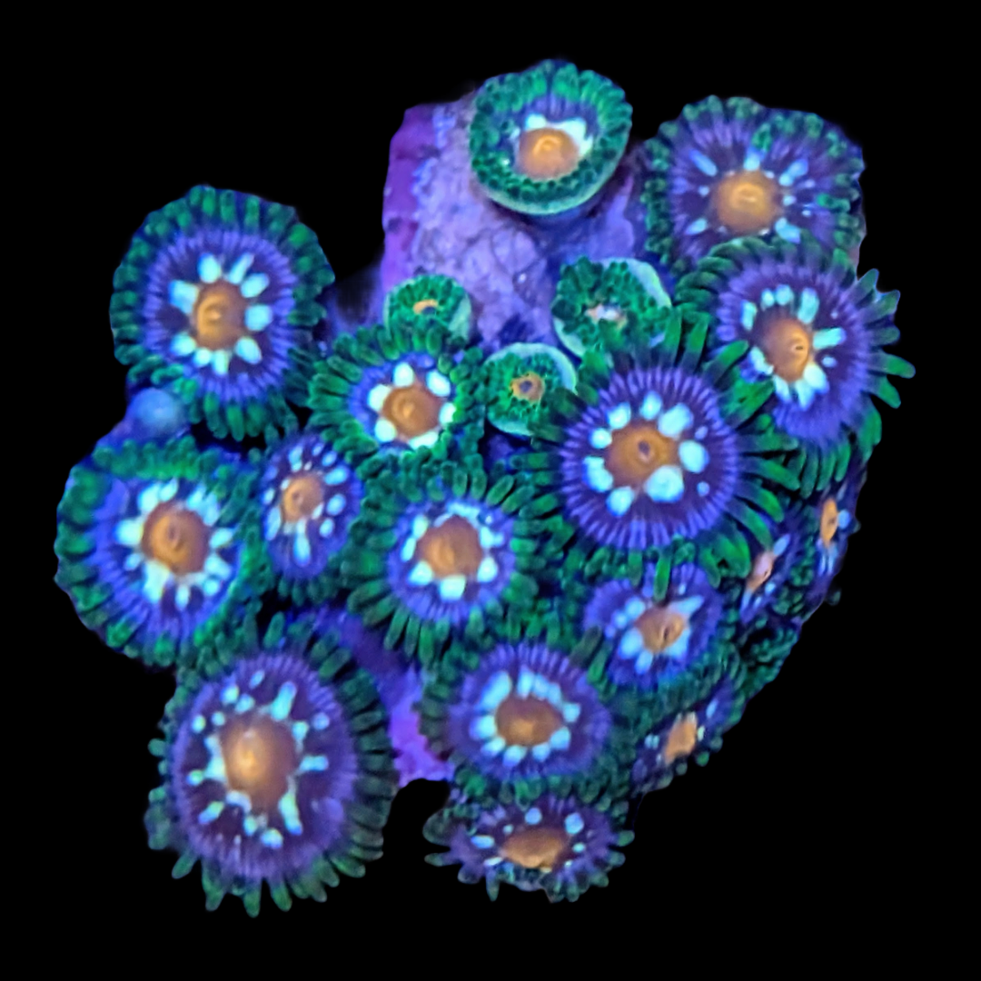 Daisy Cutters/Stargazer Zoanthids