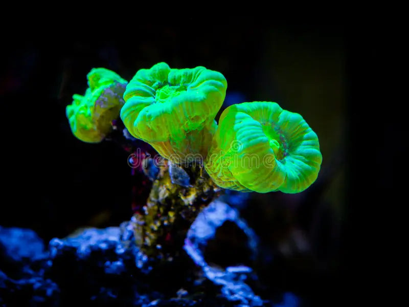 Neon Green Trumpet Coral