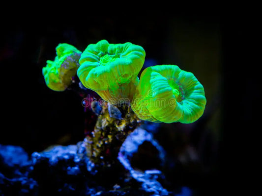 Neon Green Trumpet Coral