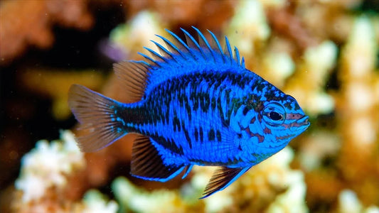 Springeri Damsel - Chrysiptera springeri