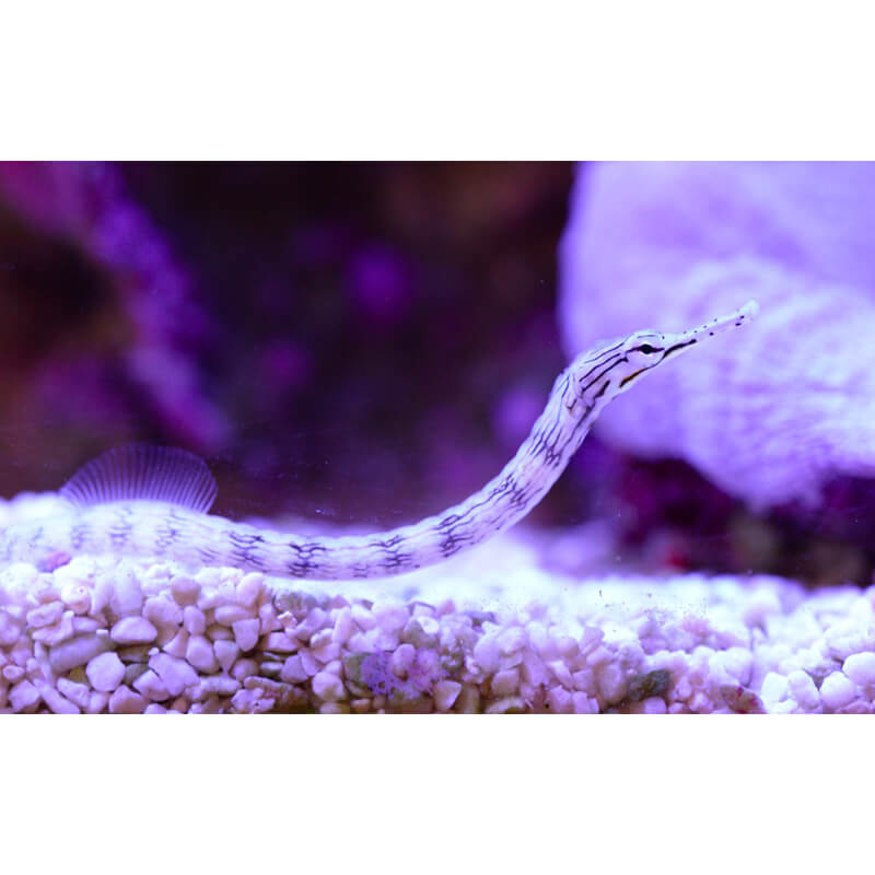 Dragonface Pipefish