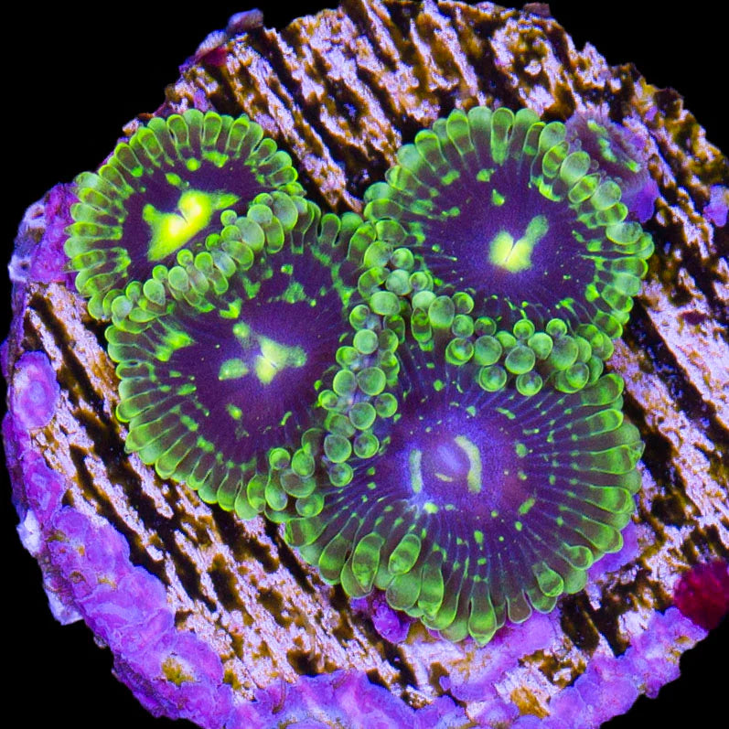 Exosphere Zoa