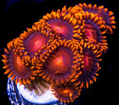 Bam Bam Zoanthids