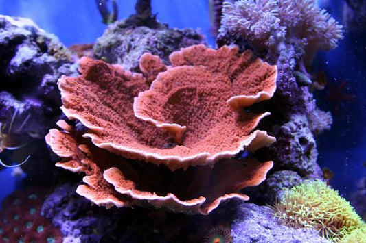 Orange Montipora Capricornis