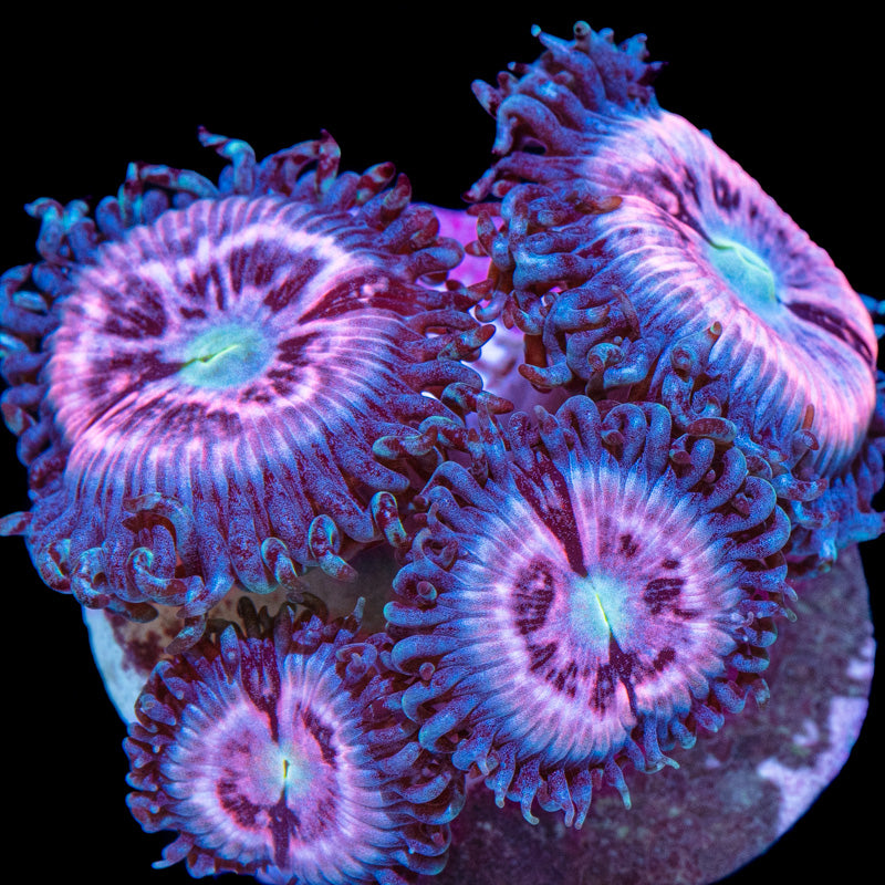 Pink Constellation Zoanthids