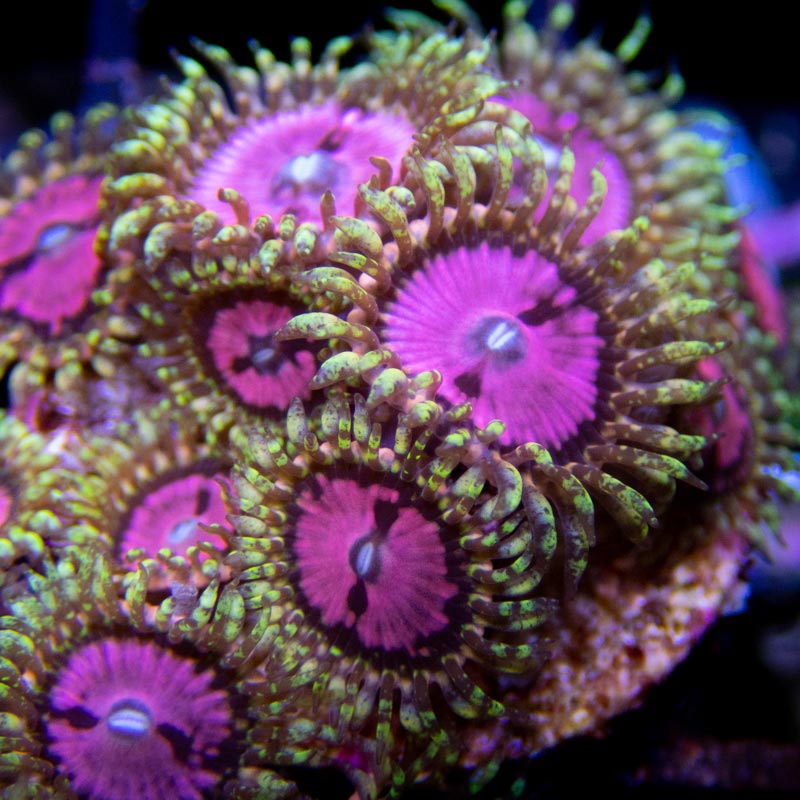 Pink Diamond Zoanthids