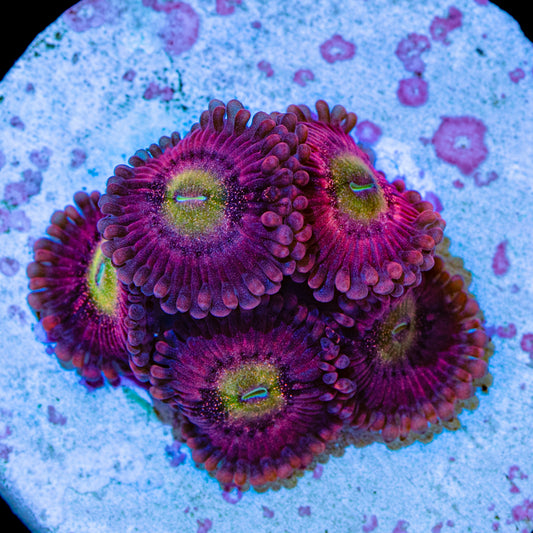 Playboy Zoanthids