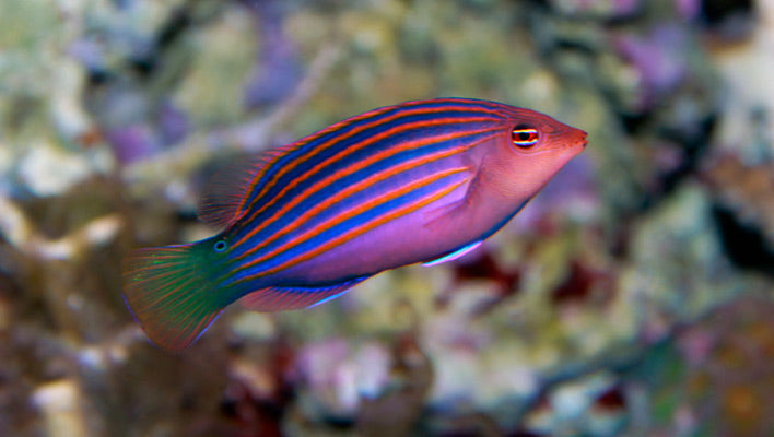 Six Line Wrasse