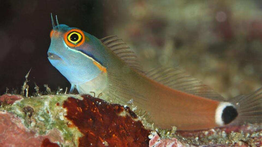 Tailspot Blenny