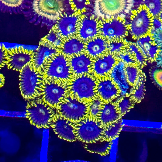 Blueberry Fields Zoanthids