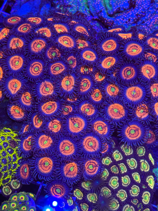 Gobstopper Zoanthids