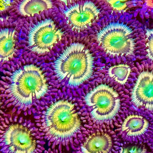 Citrus Cooler Zoanthids