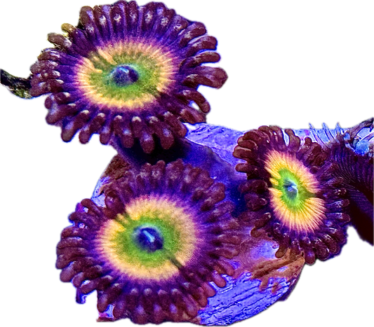 Vivid's Rainbow Fusion Zoanthids