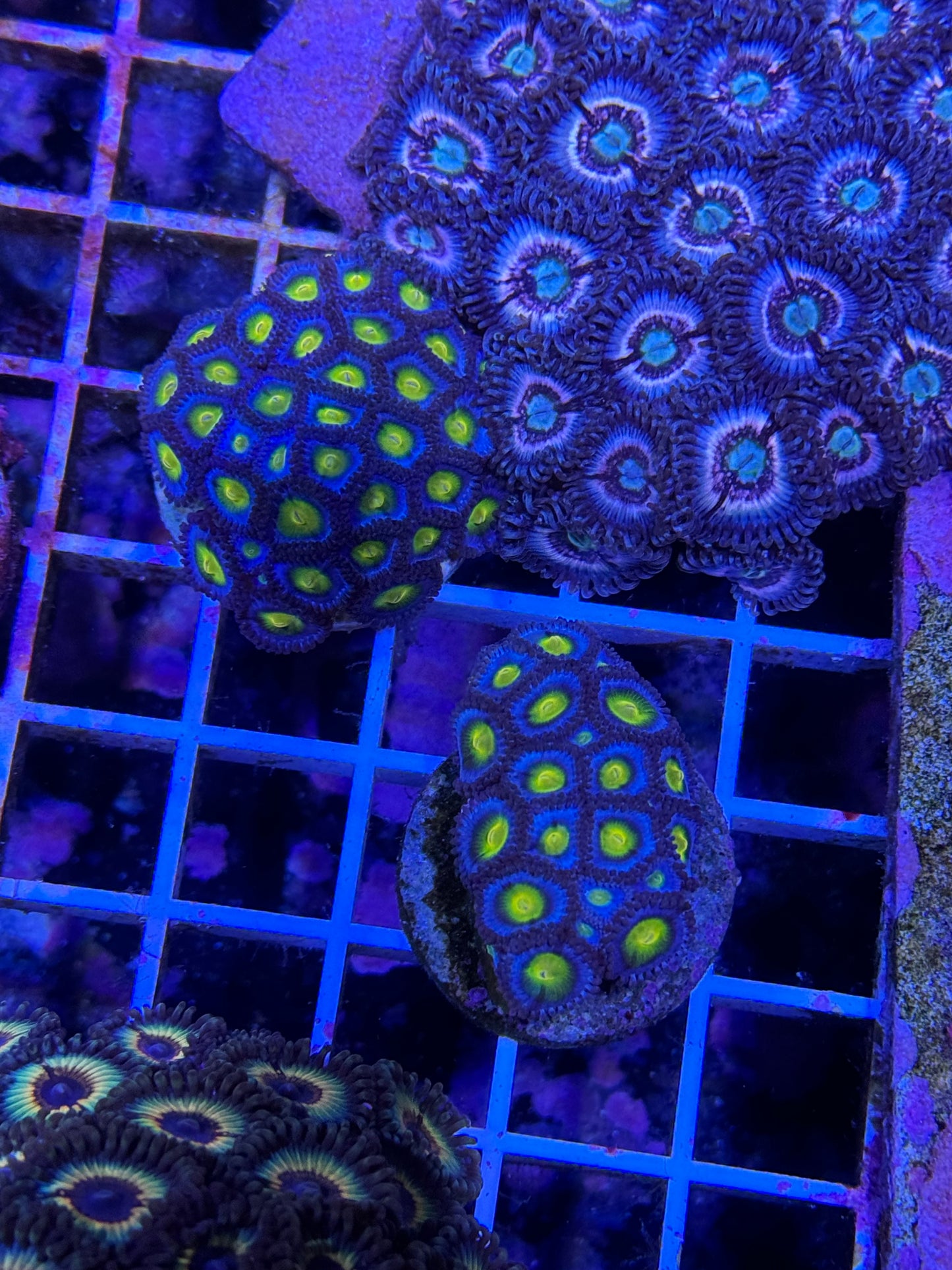 AOI Zoanthids