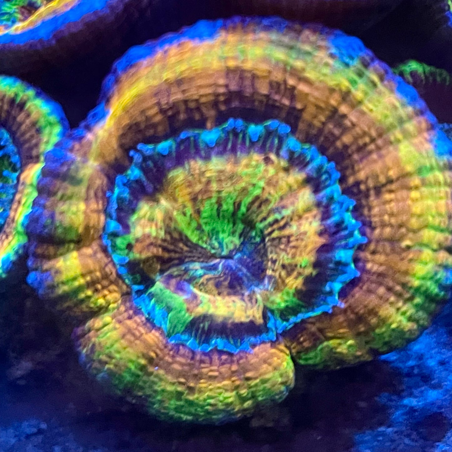 Rainbow Acan