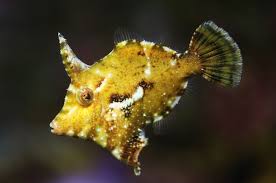 Aiptasia Eating Filefish - Acreichthys tomentosus