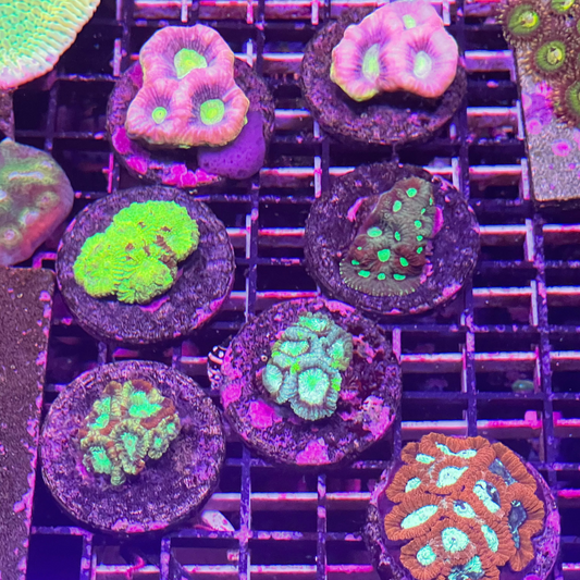 Assorted Favia