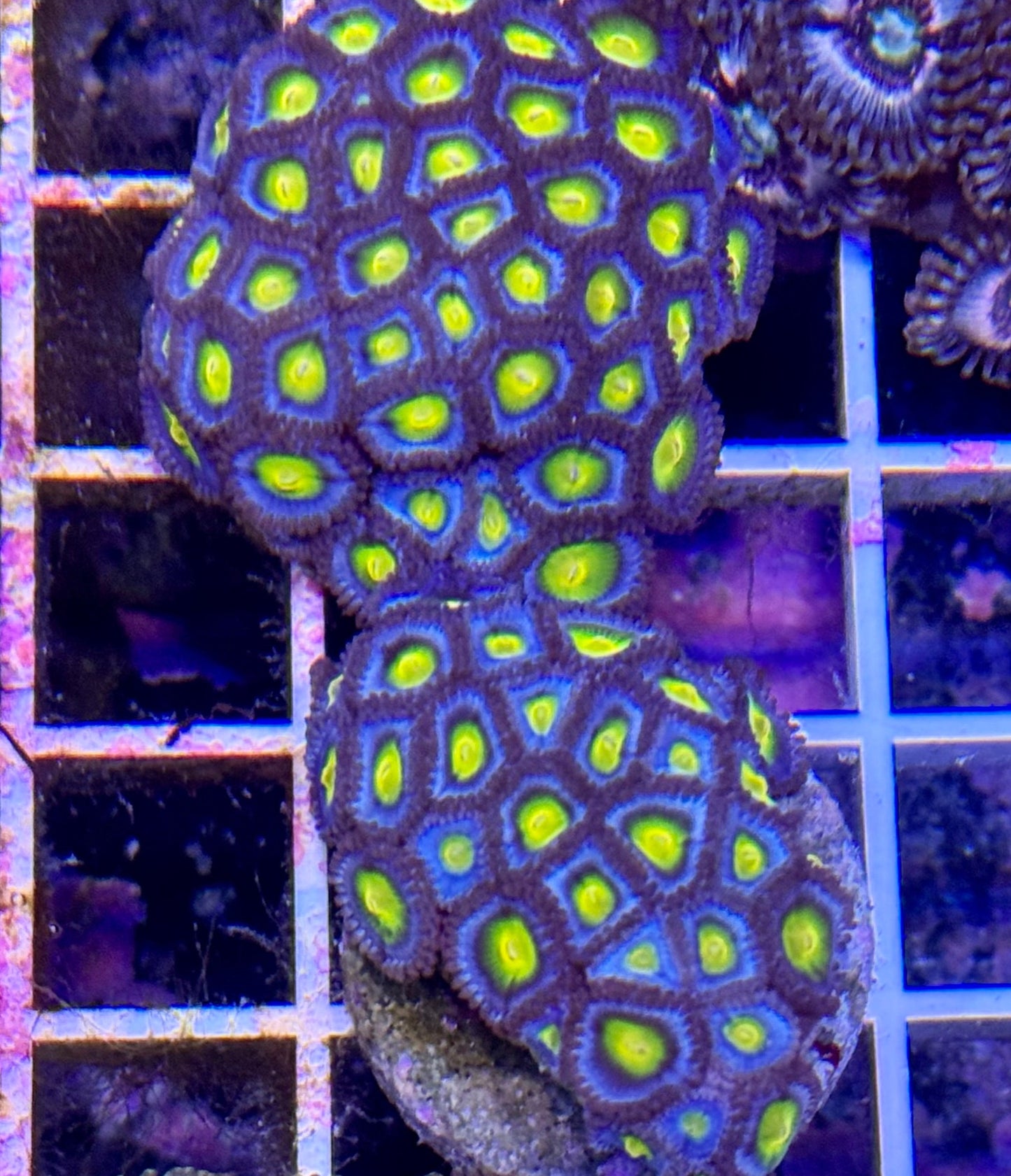 AOI Zoanthids