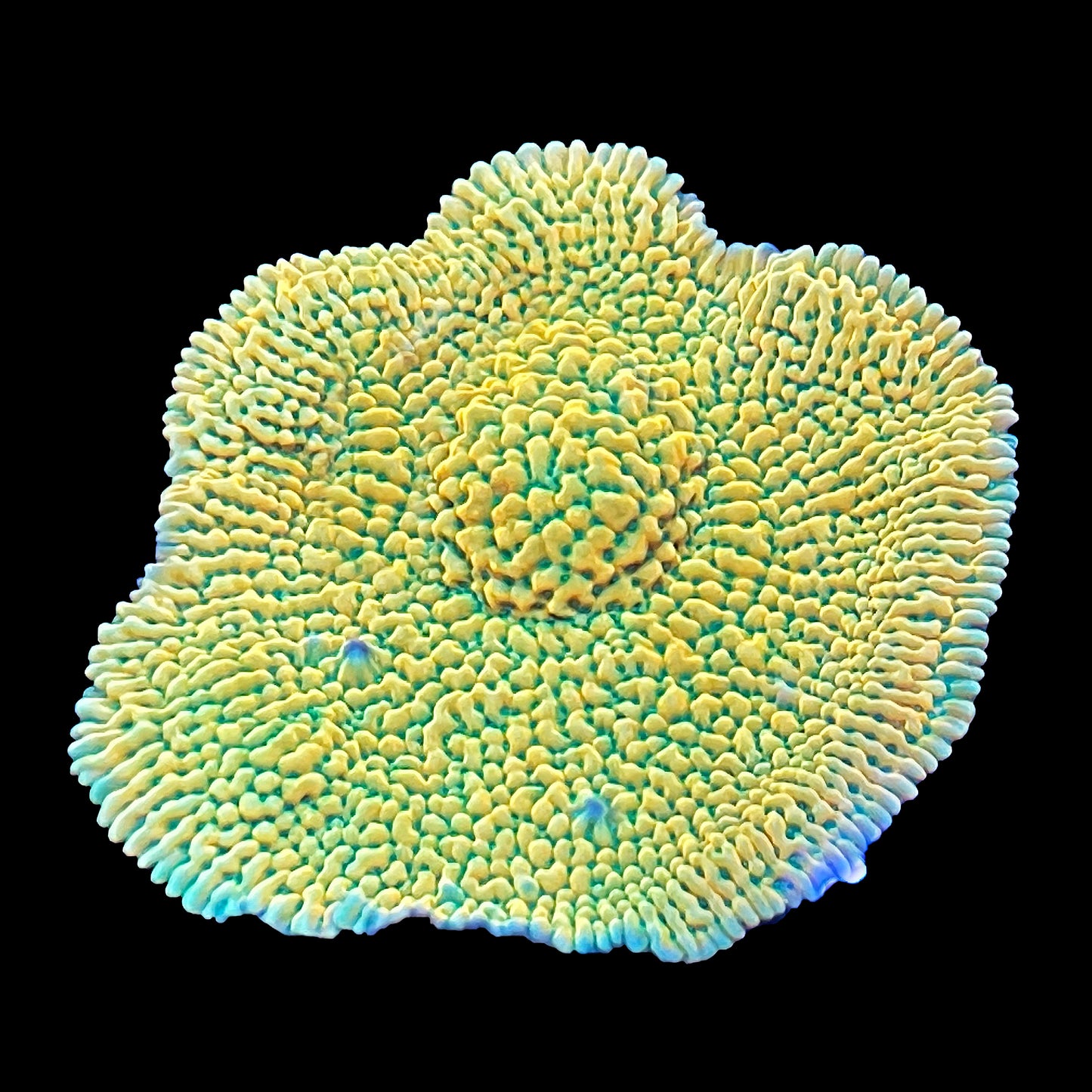 Beach Bum Montipora