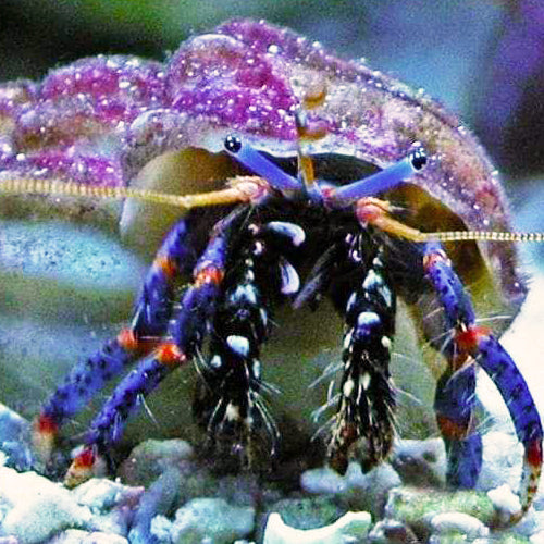 Blue Leg Hermit Crab, Clibanarius tricolor