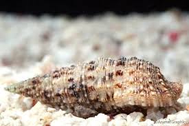 Cerith Snail - Cerithium atratum